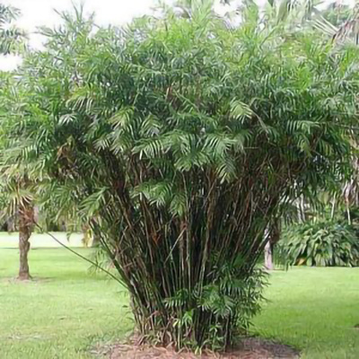 Palmera bambu
