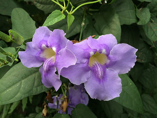 Tumbergia