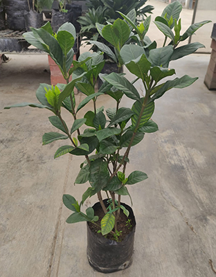 Gardenia