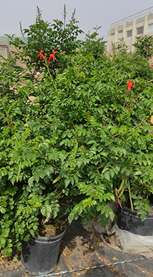 Tecomaria