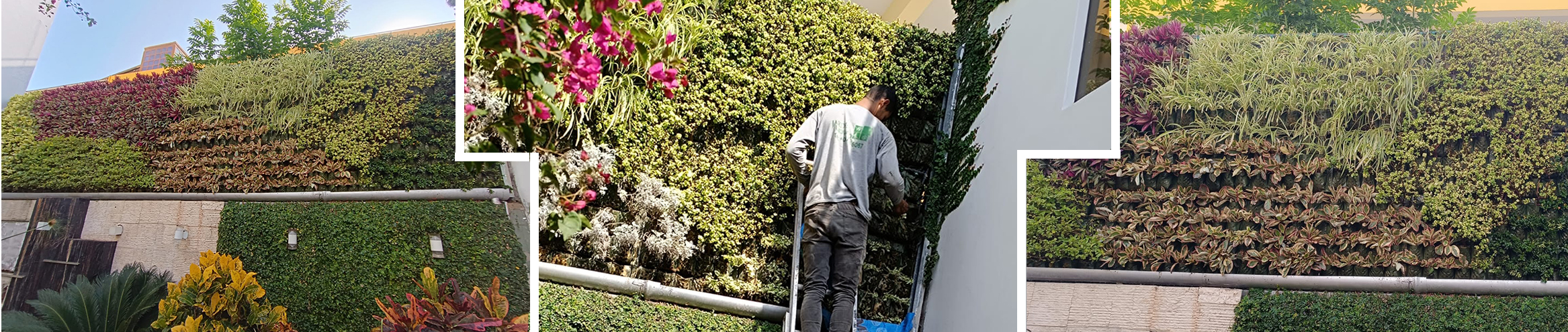 JARDINES VERTICALES